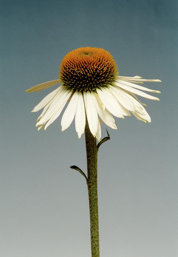 Echinacea Purpurea White Swan. Photograph by Brian Gadsby/science Photo Library
