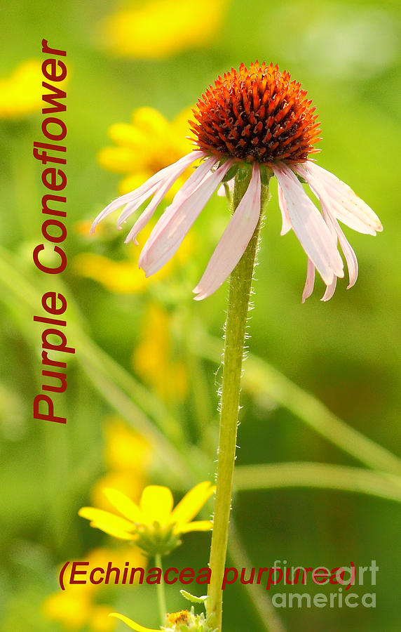 Echinacea Photograph by Robert Frederick