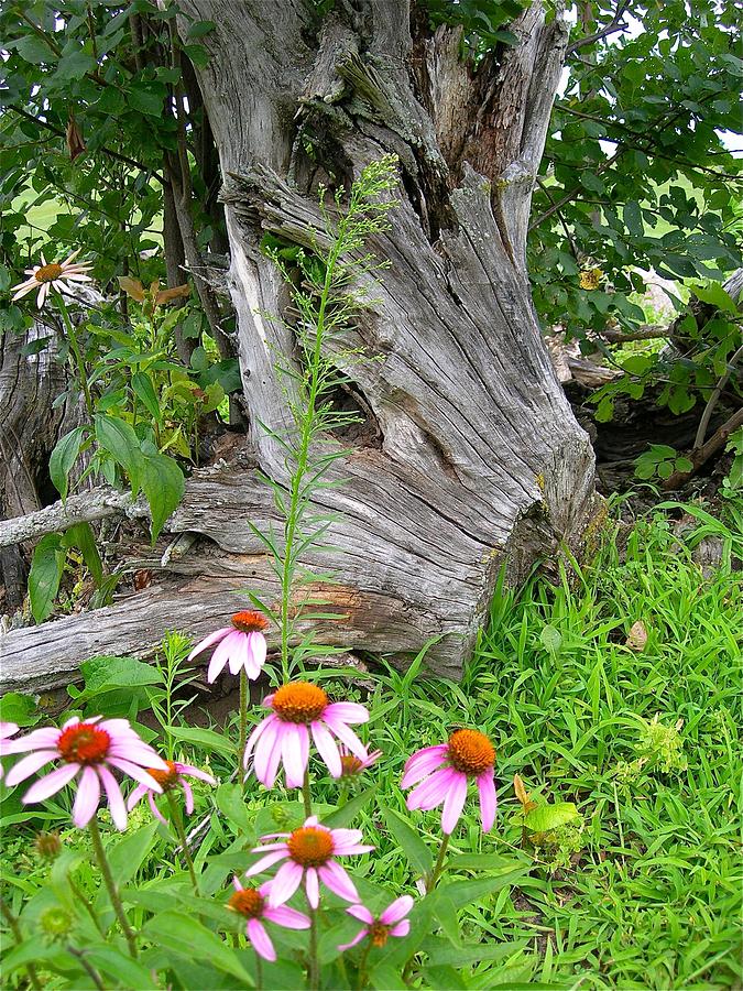 Echinacea Stumpage Photograph by Randy Rosenberger