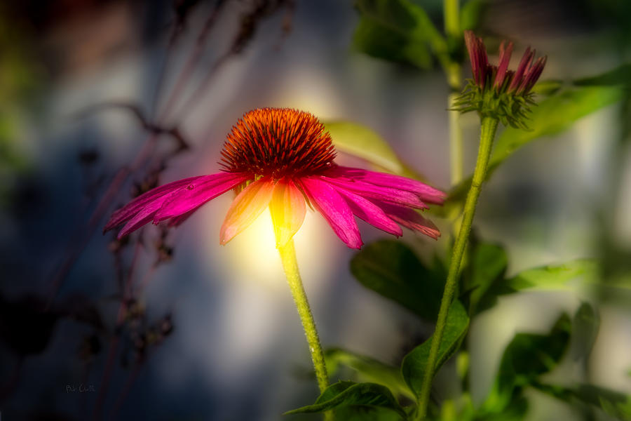 Flower Photograph - Echinacea Sunrise by Bob Orsillo