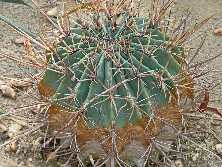 Echino-cactus like a ball Photograph by Eva-Maria Di Bella