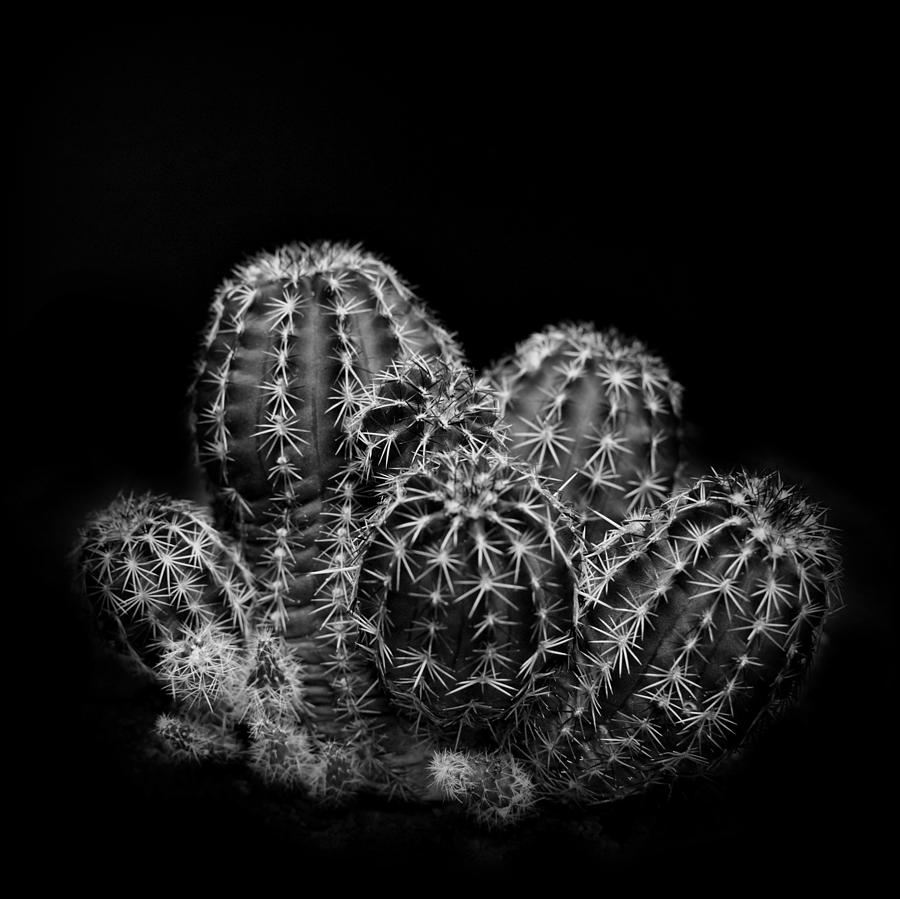 Echinocereus sp Cactus Photograph by Nathan Abbott