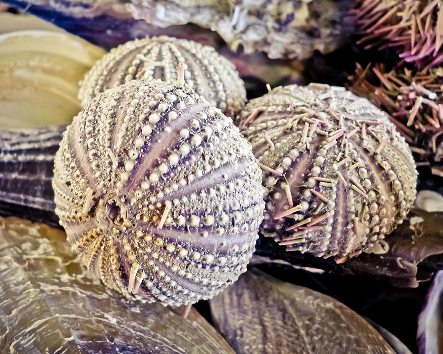Echinoderm  Photograph by Colleen Kammerer