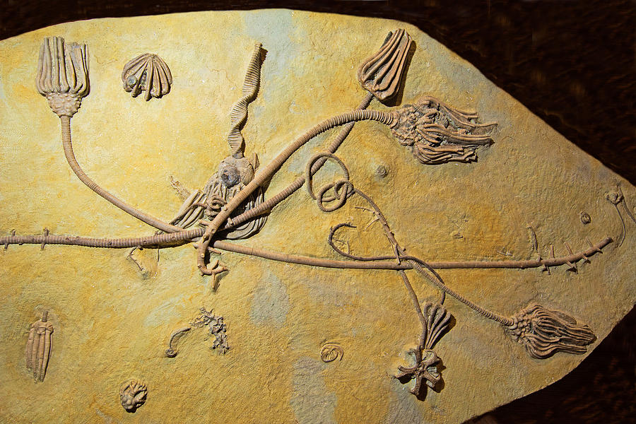 Echinoderm Feather Star Fossils Photograph by Millard H. Sharp