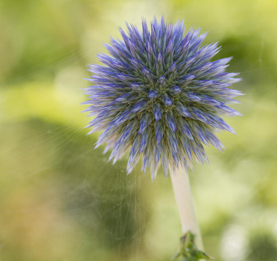 Echinops Blue Photograph by Diane Fifield