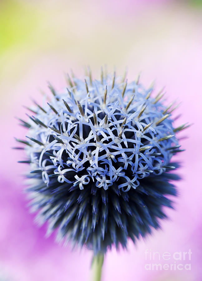 Flower Photograph - Echinops Ritro Veitchs Blue flower by Tim Gainey