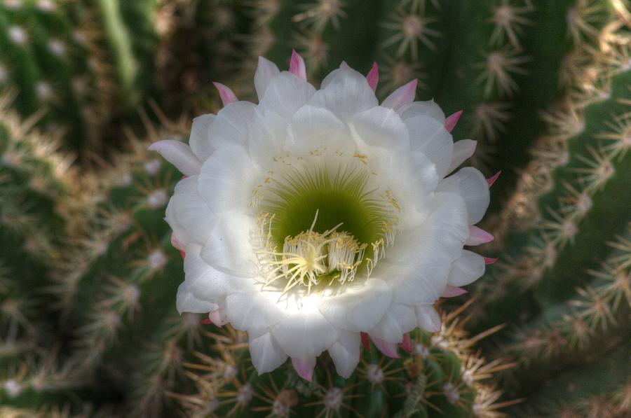 Echinopsis Candicans Photograph by Tam Ryan