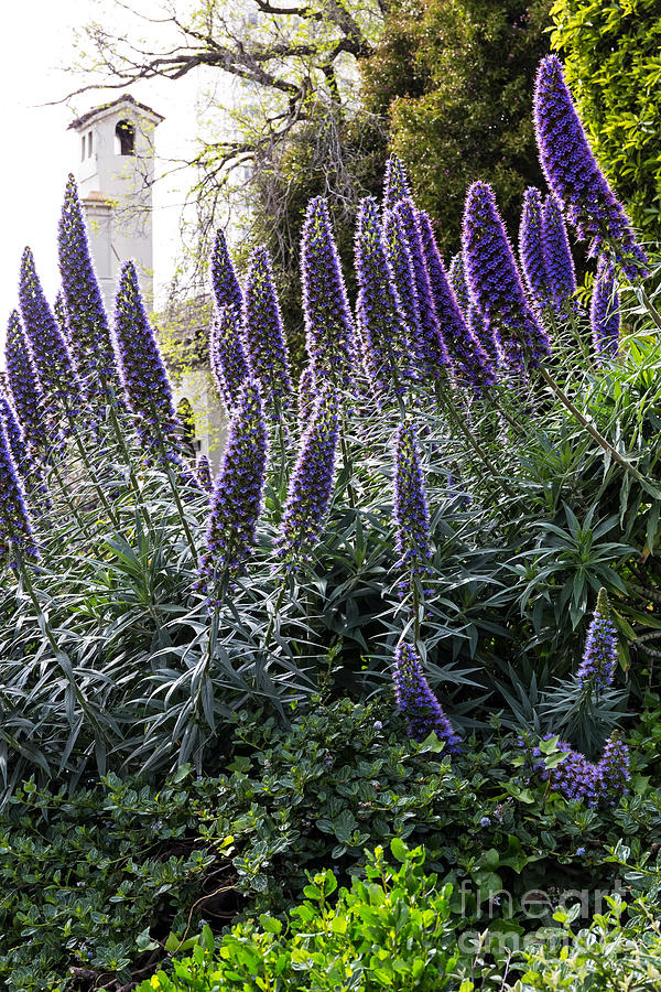 Echium and Tower Photograph by Kate Brown