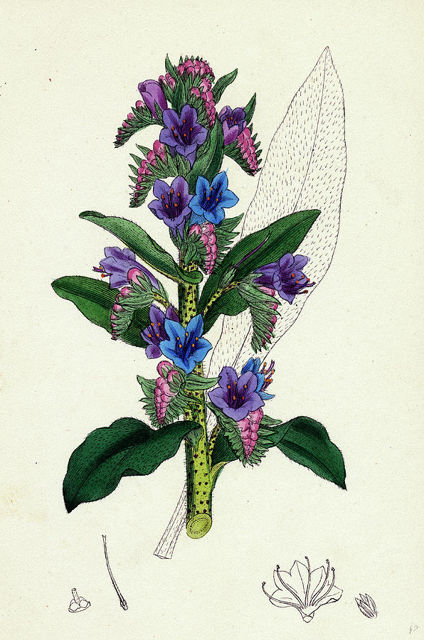 Nature Drawing - Echium Vulgare Common Vipers-bugloss by English School