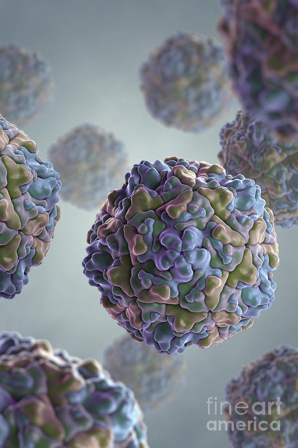 Echo Virus Photograph by Science Picture Co