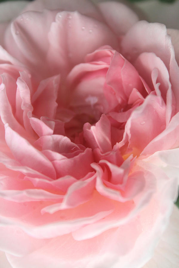 Rose Photograph - Echoes of Love by The Art Of Marilyn Ridoutt-Greene