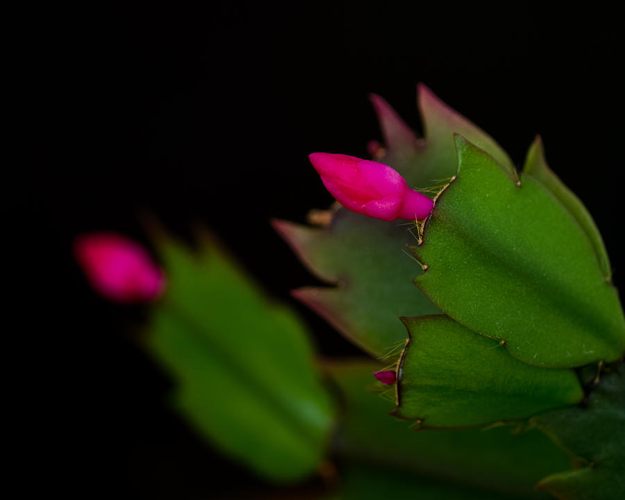Echoing Christmas Cactus Buds Photograph by Rona Black