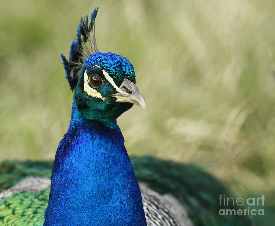 Peacock Photograph - Echos of Blue Male Peacock by Inspired Nature Photography Fine Art Photography