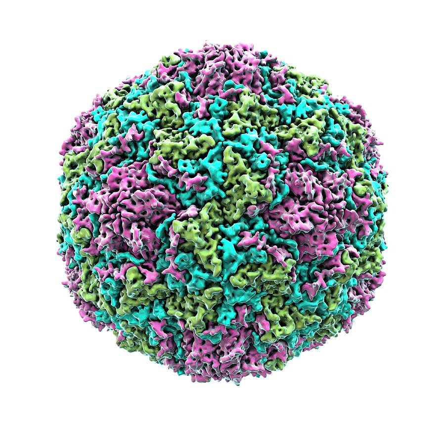 Echovirus Particle Photograph by Animate4.com/science Photo Libary - Pixels