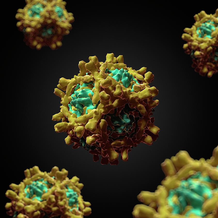 Echovirus Photograph by Sciepro/science Photo Library - Fine Art America