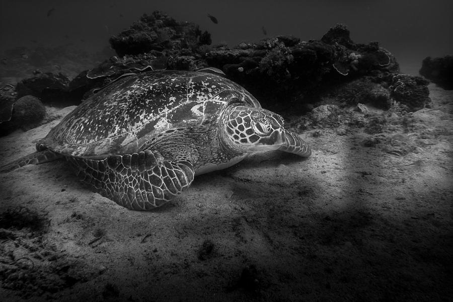 Echte Karettschildkroete - Eretmochelys Imbricata - Hawksbill Sea Turtle Photograph