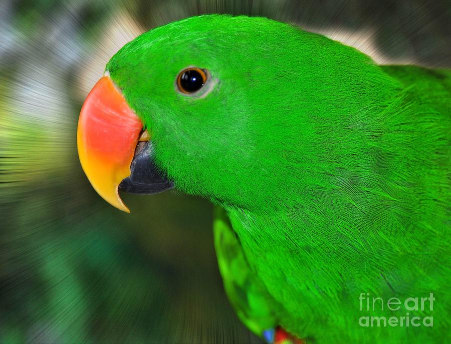 Eclectus Parrot Photograph by Elaine Manley