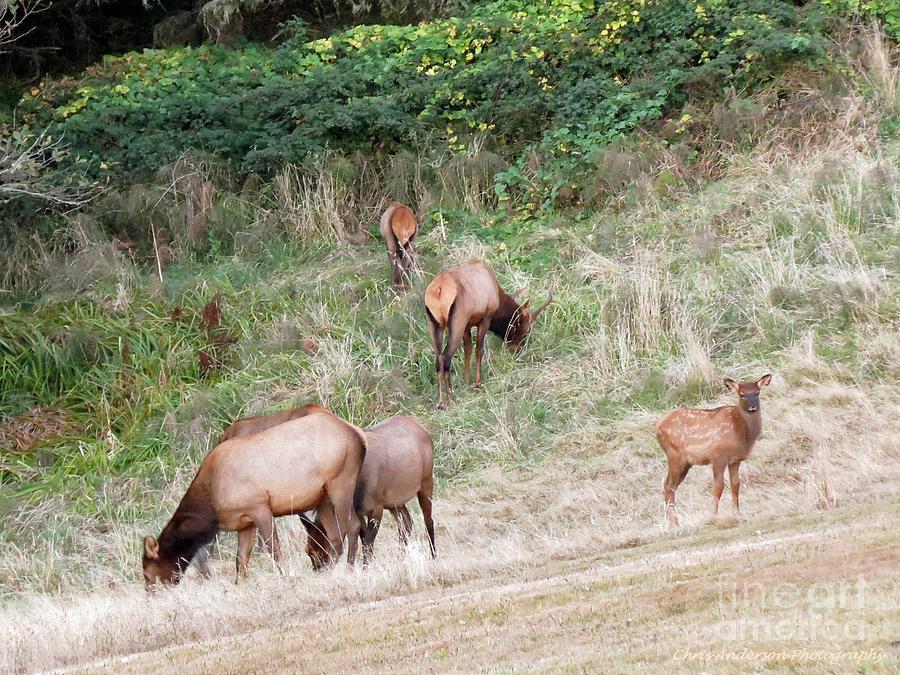 Ecola Elk Photograph by Chris Anderson