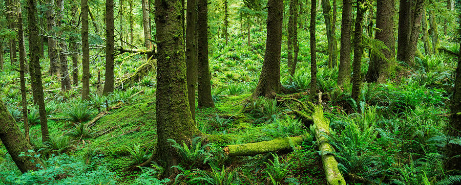 Ecola Forest Oregon Photograph by Steve Gadomski | Fine Art America