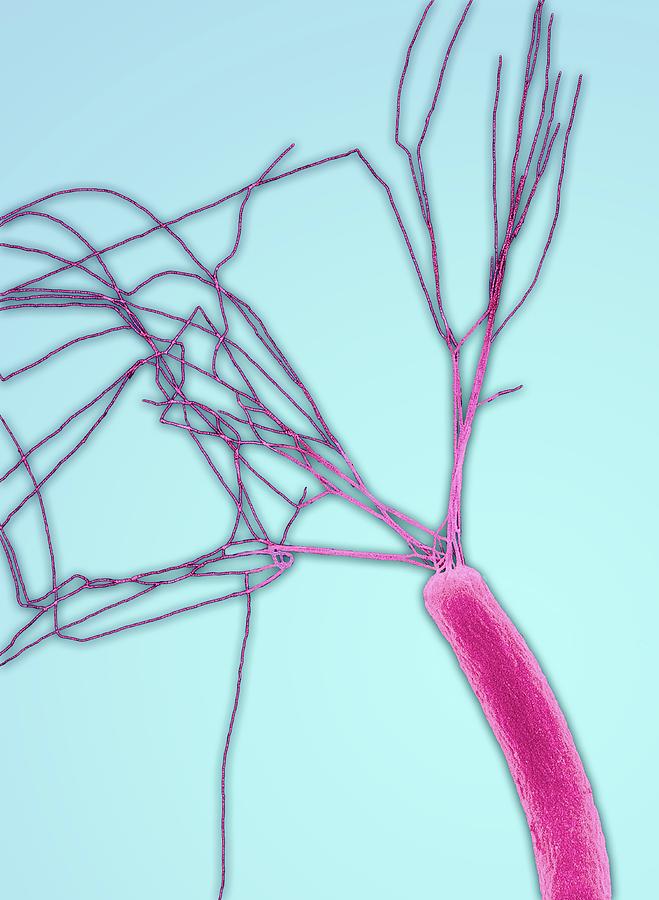 Bacillus Photograph - E.coli Bacterium by Steve Gschmeissner