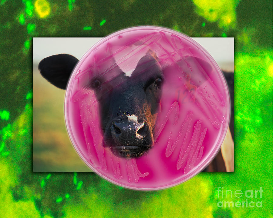 Cow Photograph - E coli by George Mattei