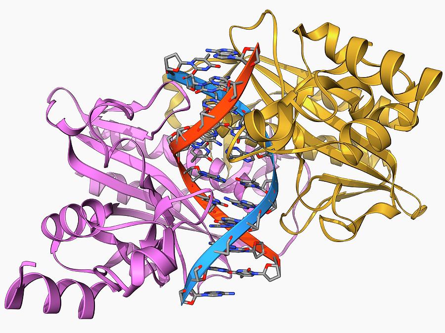 Ecorv Restriction Enzyme Molecule Photograph By Laguna Design Science   Ecorv Restriction Enzyme Molecule Laguna Designscience Photo Library 