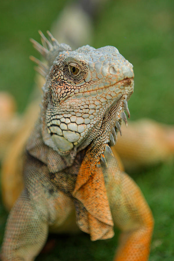 Reptile Photograph - Ecuador Guayaquil Iguana In Iguana Park  by Anonymous