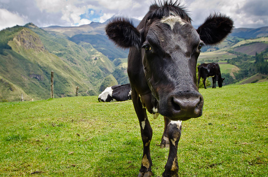 Ecuadorian Cow Photograph by Bert Peake