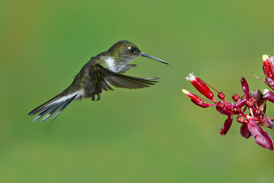 Hummingbird Photograph - Ecuadorian Piedtail Hummingbird by Anthony Mercieca