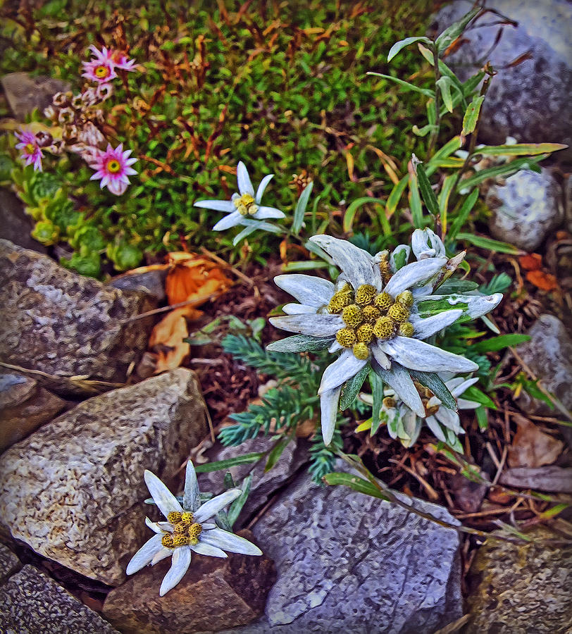 Edelweiss Photograph by Hanny Heim