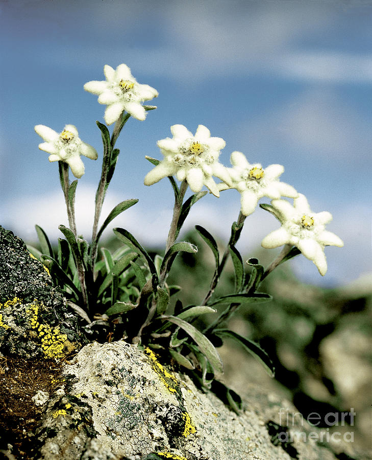 Edelweiss Photograph by Hermann Eisenbeiss