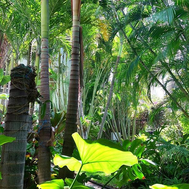 Miami Photograph - Eden Garden #miami by Maria Lankina