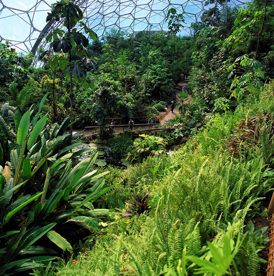 Eden Project Tropics Biome. Photograph by Adrian Thomas/science Photo Library