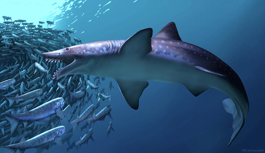 Prehistoric Photograph - Edestus Giganteus Shark by Jaime Chirinos