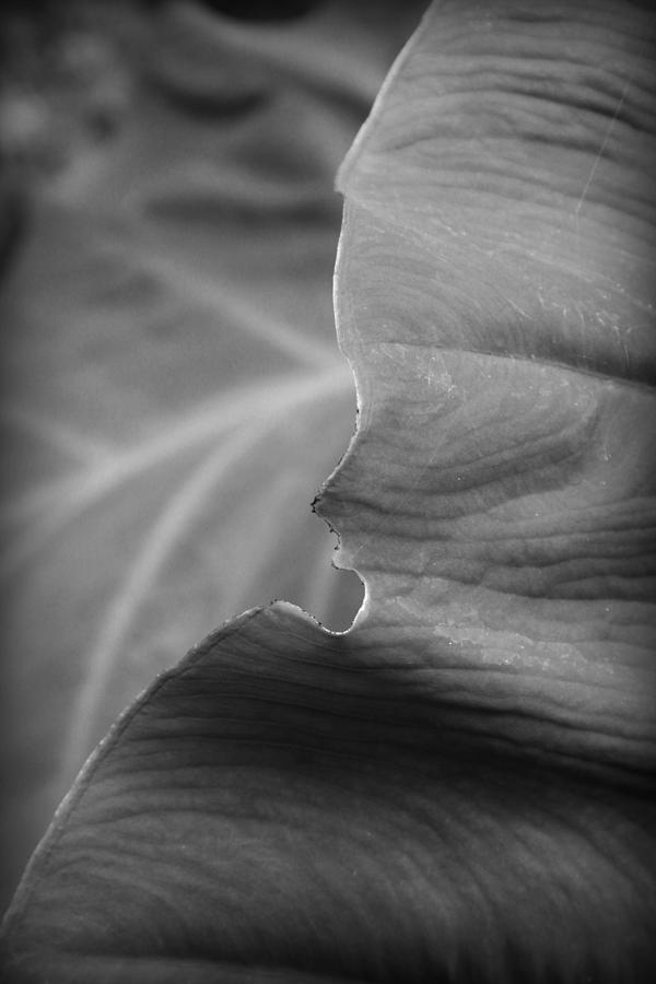 Edge of a Leaf II Photograph by Kelly Hazel
