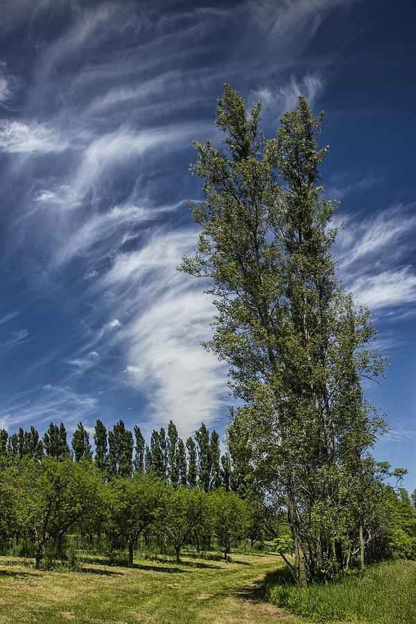 Edge of an Orchard in West Michigan with Cirrus Clouds Photograph by Randall Nyhof