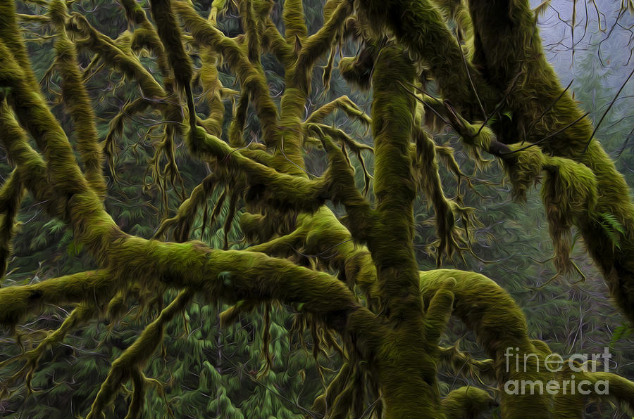 Enchanted Spaces Edge Of The Forest Oregon 2 #1 Photograph by Bob Christopher