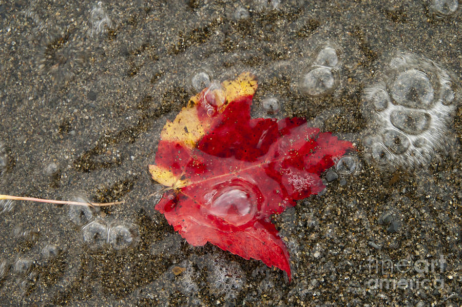 Leaf and Sand Photograph by Alana Ranney