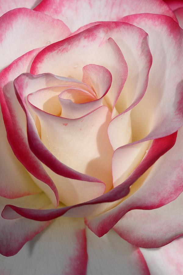 Edged Rose Photograph by Mike Farslow