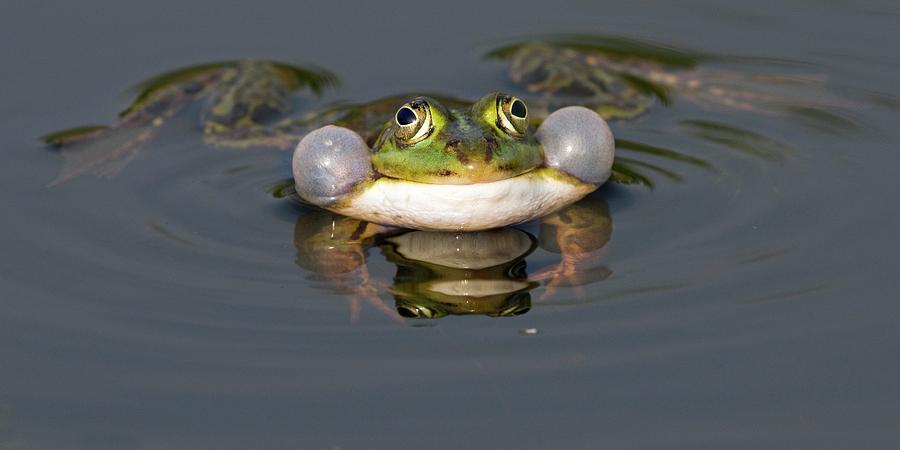 Wildlife Photograph - Edible Frog by Bildagentur-online/mcphoto-rolfes
