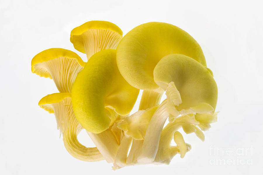 Edible Fungi 1 Photograph by Ann Garrett