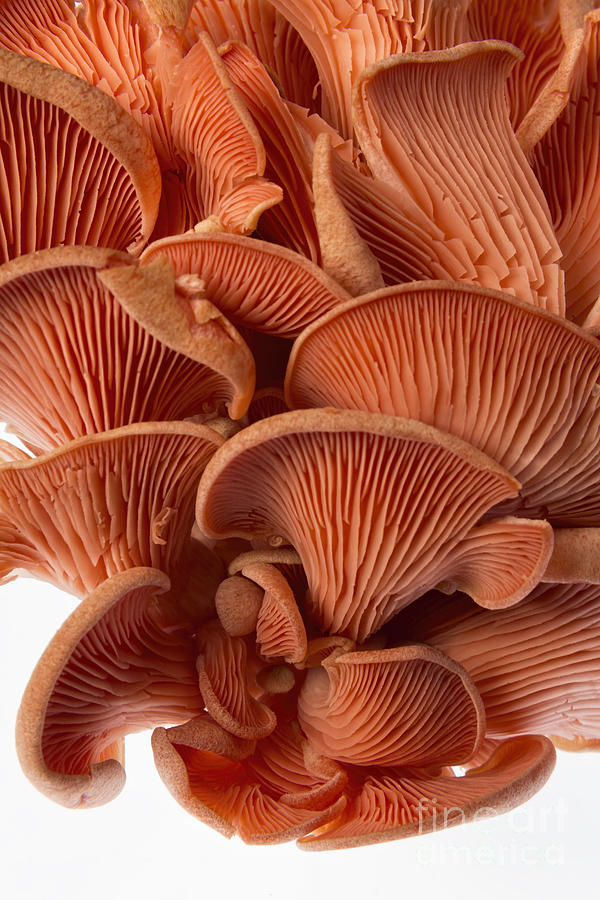 Edible Fungi 2 Photograph by Ann Garrett
