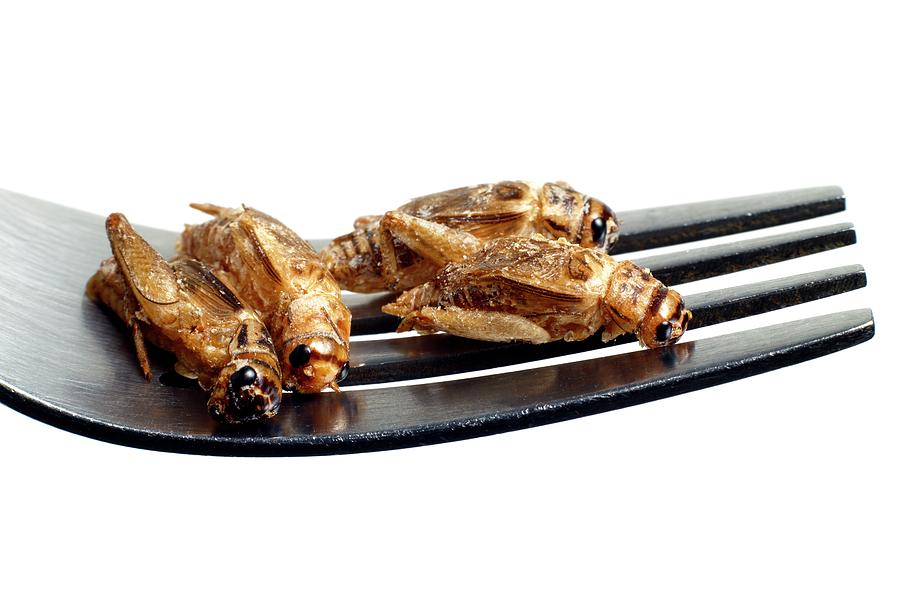 Still Life Photograph - Edible Insects by Victor De Schwanberg