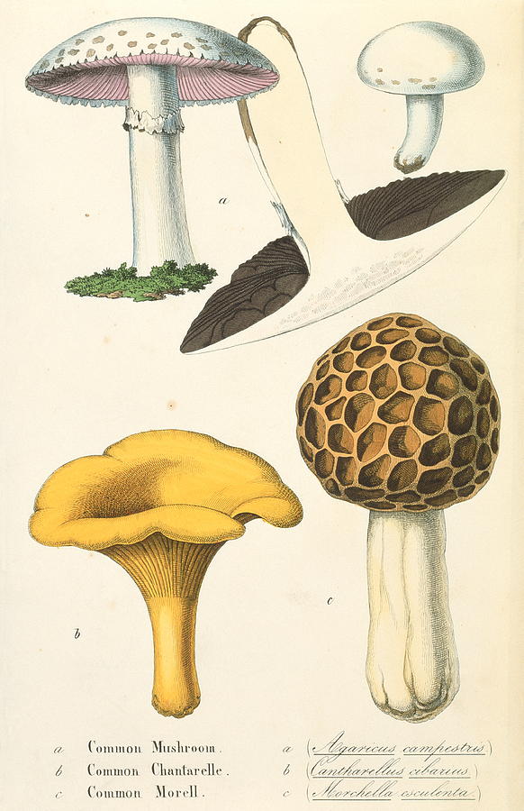 Nature Photograph - Edible Mushrooms by Sheila Terry/science Photo Library