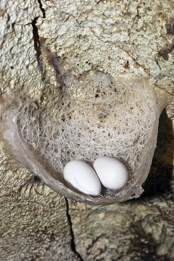 Edible-nest Swiftlet Nest With Eggs Photograph by Konrad Wothe