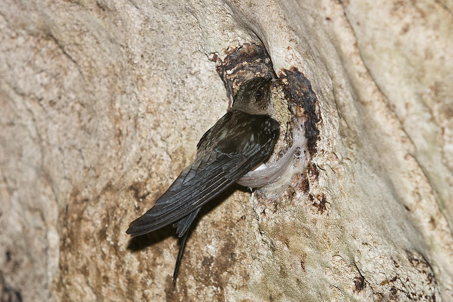 Edible-nest Swiftlet On Nest Photograph by Konrad Wothe
