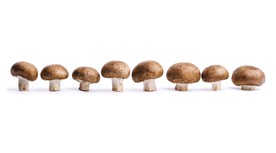 Edible Portabello Mushrooms, Vegetables in a Row, Isolated on White Photograph by YinYang