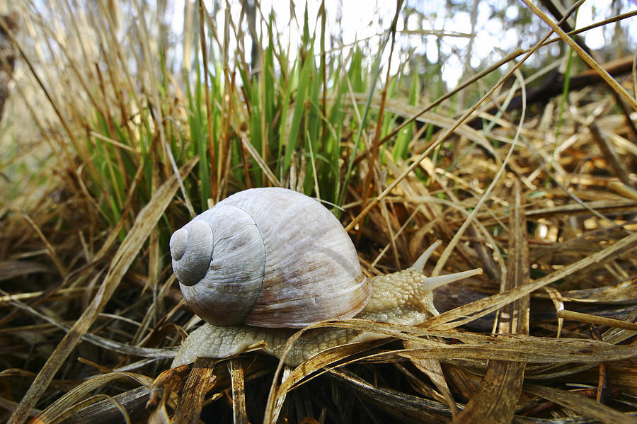 Edible Snail  Bavaria Germany Photograph by Konrad Wothe