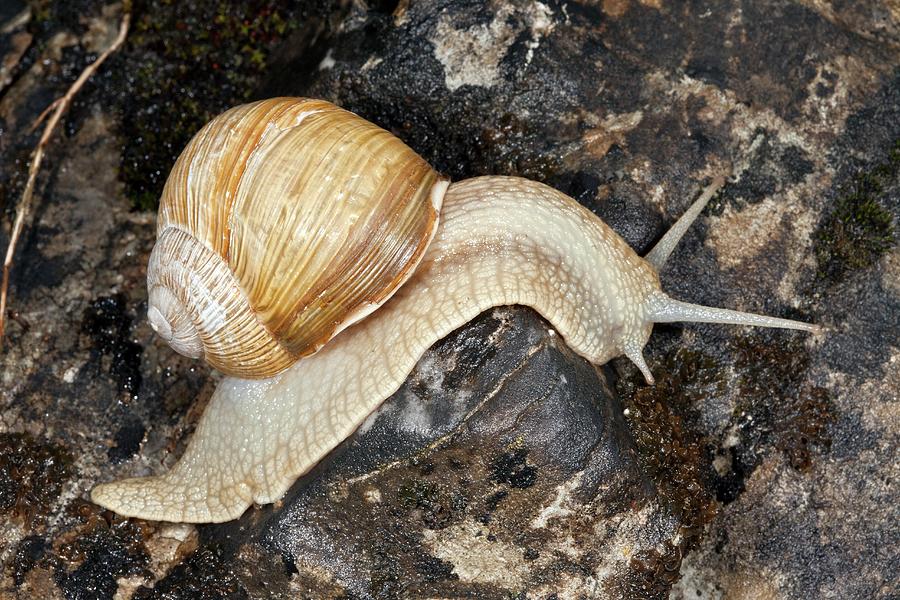 Edible Snail Photograph by Bob Gibbons - Pixels