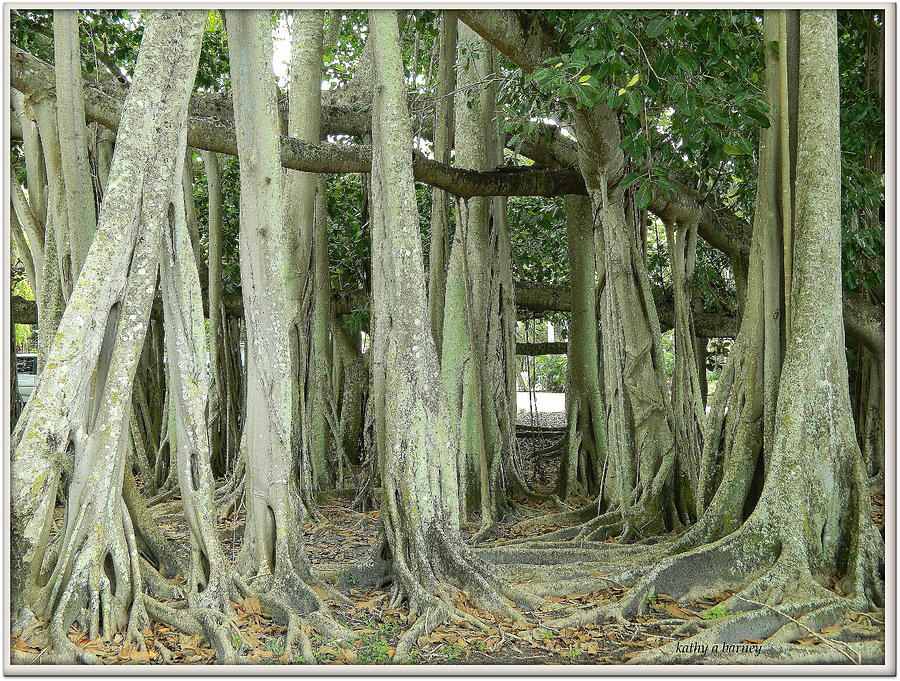 Edison Banyan Trees Photograph by Kathy Barney
